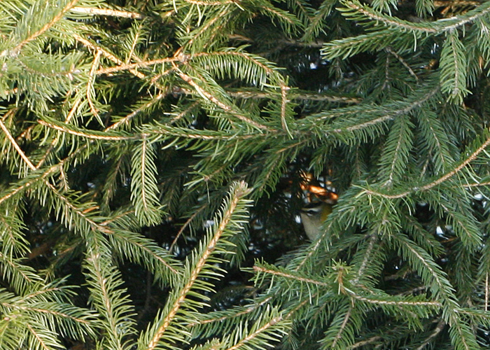 Lääne-pöialpoiss (Regulus ignicapilla)
Kabli, Pärnumaa, 31.12.2015. Uus talveliik Eestile ja 16. meil kohatud isend.

Jaak Tammekänd
Keywords: firecrest