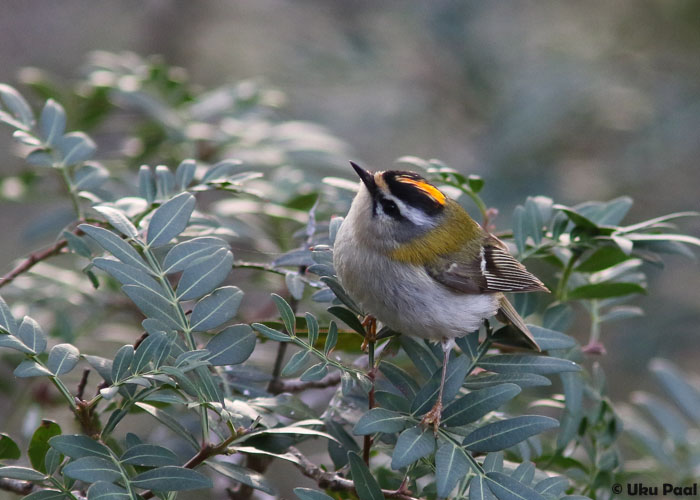 Lääne-pöialpoiss (Regulus ignicapilla)
Männikutes tavaline liik.
Keywords: firecrest