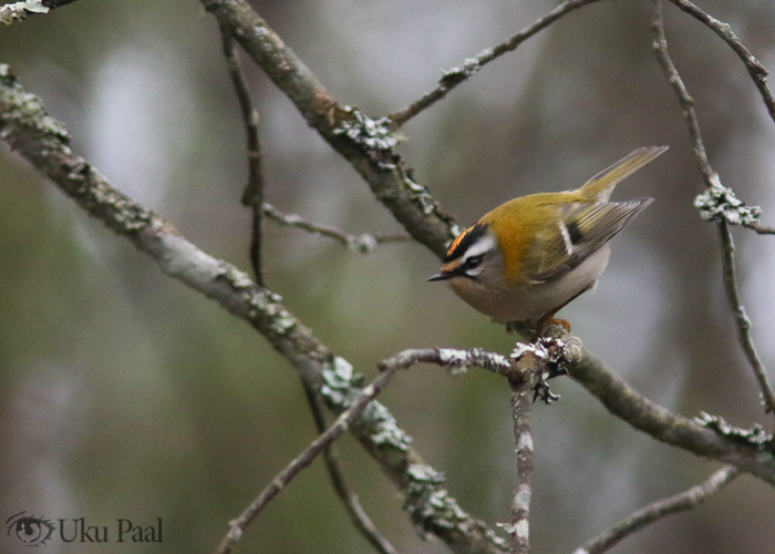 Lääne-pöialpoiss (Regulus ignicapillus) isane
Riguldi, Läänemaa, 2.12.2017

Uku Paal
Keywords: firecrest