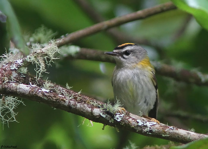 Lääne-pöialpoiss (Regulus ignicapilla madeirensis)
Madeira, august 2011. Kohalik lääne-pöialpoisi alamliik.

UP
Keywords: madeiran firecrest