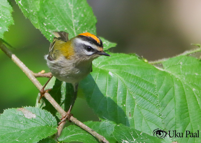 Lääne-pöialpoiss (Regulus ignicapilla)
Tartumaa, mai 2019

Uku Paal
Keywords: firecrest