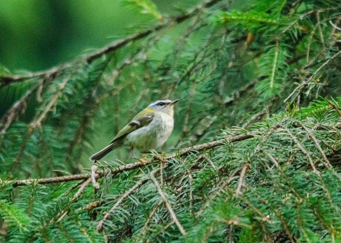 Lääne-pöialpoiss (Regulus ignicapilla)
Haanja, Võrumaa, 20.7.2017

Timo Nuoranen
Keywords: firecrest