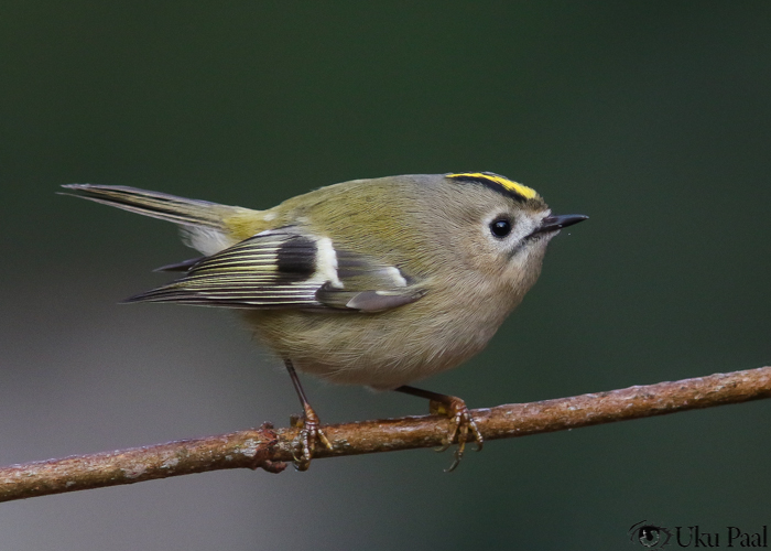 Pöialpoiss (Regulus regulus)
Tartumaa, november 2017

Uku Paal
Keywords: goldcrest