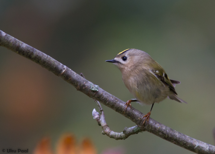 Pöialpoiss (Regulus reglus)
Tartu, september 2015

UP
Keywords: goldcrest