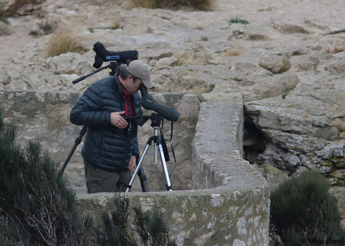 Cap Formentoril staiamas
Merelindude vaatlemine on Mallorcal keerukas, kuna enamik vaatluskohti on merepinnast väga kõrgel.

UP
Keywords: birders