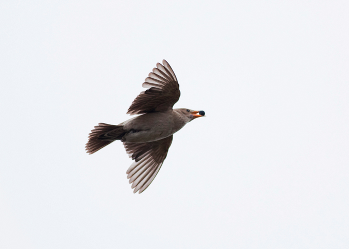 Roosa-kuldnokk (Pastor roseus)
Haapsalu, 26.10.2014

Marko Paloveer
Keywords: rosy starling