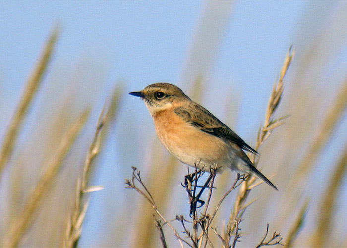 Niidu-kaelustäks (Saxicola torquatus maurus)
Haversi, Läänemaa, 5.10.2008

Aivar Veide
Keywords: stonechat