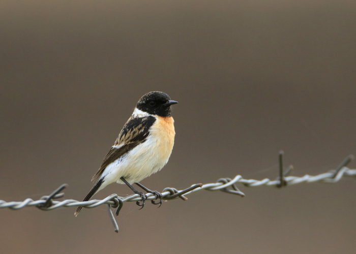 Niidu-kaelustäks (Saxicola maurus)
Pikla tiigid, Pärnumaa, 14.5.2017. 10. vaatlus Eestis.

Arved Bauer
Keywords: eastern stonechat