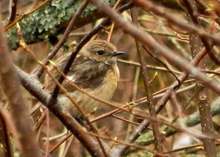 Euroopa kaelustäks (Saxicola rubicola)
Kabli linnujaam, Pärnumaa, 20.4.2012

Juho Könonen
Keywords: european stonechat