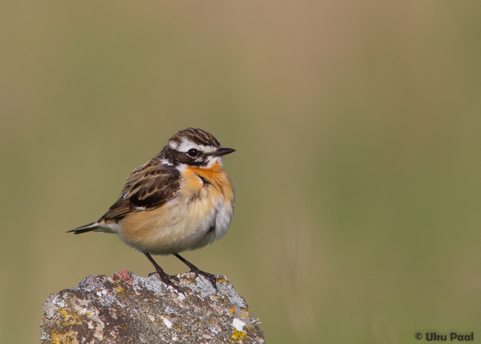 Kadakatäks (Saxicola rubetra)
Läänemaa, mai 2015

UP
Keywords: whinchat