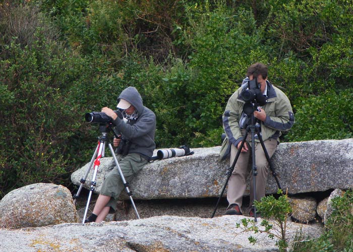 Seawatch
Bicheno, Tasmaania, Detsember 2007. Ännid, albatrossid, tormilinnud ja elu esimesed pingviinid.

Rene Ottesson
Keywords: birders