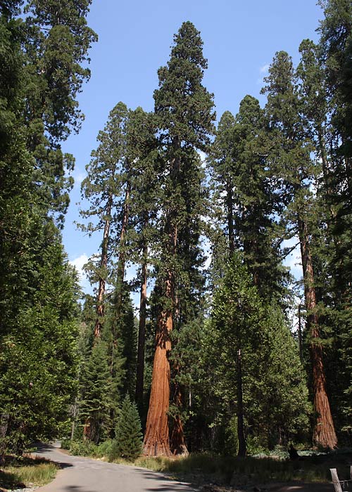 Sekvoiad
Yosemite Rahvuspark, California

Riho Marja
Keywords: seq