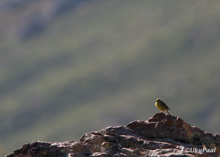 Korsika koldvint (Serinus corsicana)
Haut Asco, Korsika, 1.8.2007. See liik oli varem kuuse-koldvindi alamliik.
Keywords: corsican citril finch