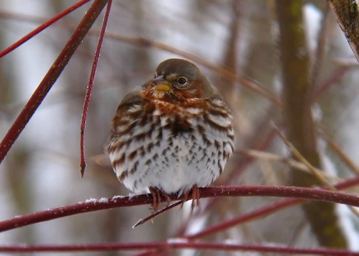 Rebassidrik (Passerella iliaca)
Haapsalu veepuhastusjaam, 5.12.2012. Eesti esimene. 


Aivar Veide
Keywords: fow sparrow