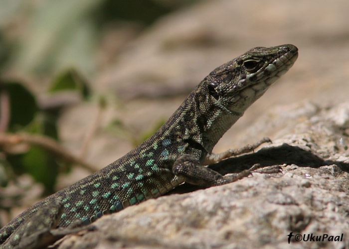 Sisalik
Foret Du Bonifatu, Korsika, 3.8.2007
Keywords: lizard