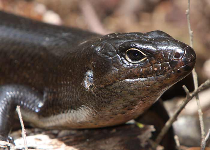 Liik määramata
Lamington NP, detsember 2007

Rene Ottesson
Keywords: lizard