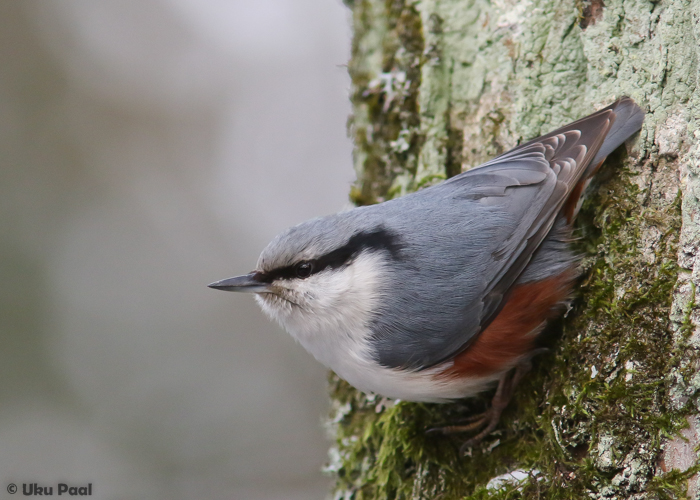 Puukoristaja (Sitta europaea) isane
Tartumaa, jaanuar 2017

UP
Keywords: nuthatch