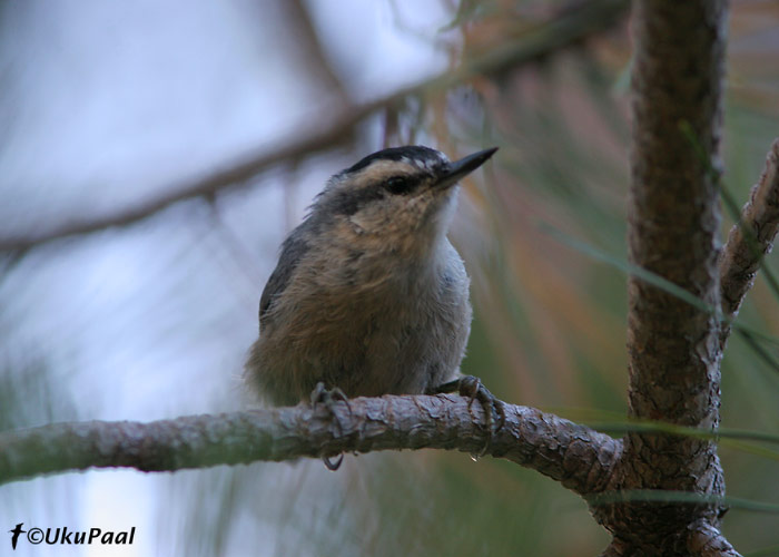 Korsika puukoristaja (Sitta whiteheadi)
Haut Asco, Korsika, 1.8.2007. Retke peasihtmärk. Sobivas biotoobis on selle liigi leidmine üsna lihtne.
Keywords: corsican nuthatch