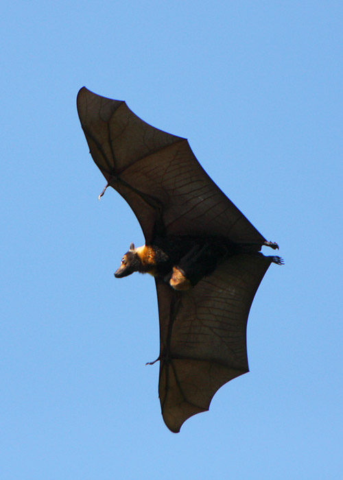 Spectacled flying-fox (Pteropus conspicillatus)
Cairns, Detsember 2007. Selliseid suuri lendkoeri näeb lausa Cairnsi kesklinnas. Aktiivsemalt tegutsevad nad siiski öösel.

Rene Ottesson
Keywords: spectacled flying-fox