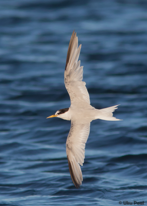 Väiketiir (Sternula albifrons) vanalind
Saaremaa, juuli 2016

UP
Keywords: little tern