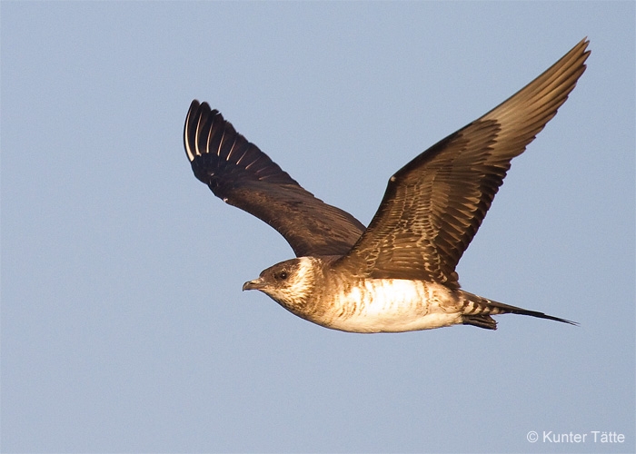 Söödikänn (Stercorarius parasiticus)
Harilaid, Saaremaa, 14.8.2010

Kunter Tätte
Keywords: arctic skua