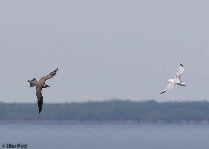 Söödikänn (Stercorarius parasiticus) ja kalakajakas (Larus canus)
Hiiumaa, mai 2016

UP
Keywords: arctic skua common gull