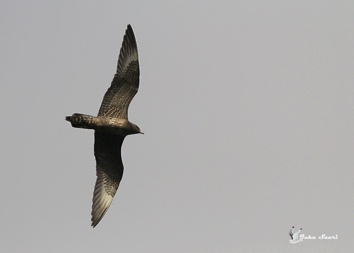 Pikksaba-änn (Stercorarius longicaudus)
Rohuneeme, Harjumaa, 16.9.2011

Juha Saari 
Keywords: long-tailed skua jaeger