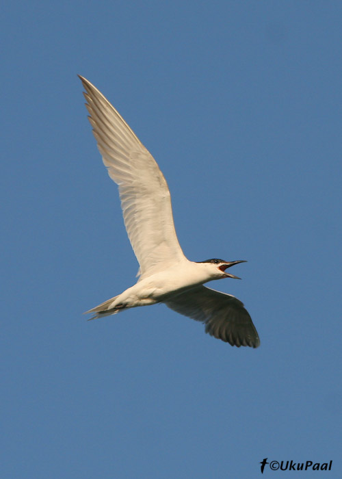 Naerutiir (Sterna nilotica)
Camargue, Prantsusmaa, 4.8.2007
Keywords: gull-billed tern