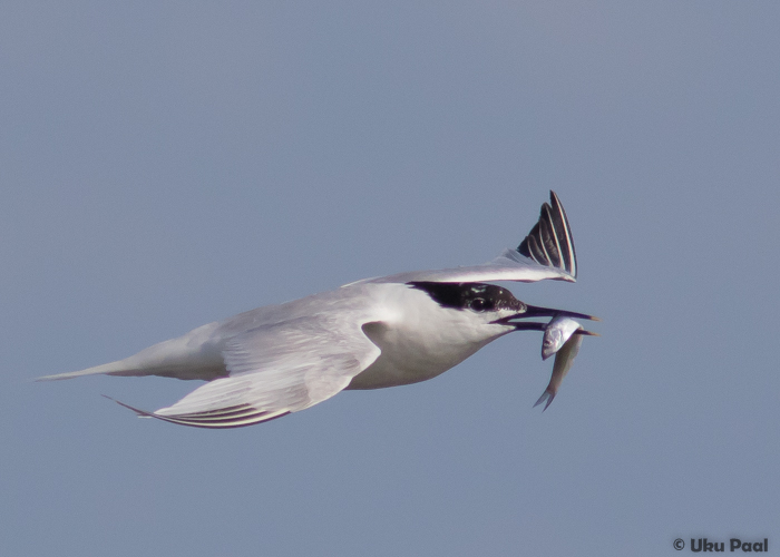 Tutt-tiir (Sterna sandvicensis) ad
Saaremaa, juuli 2016

UP
Keywords: sandwich tern