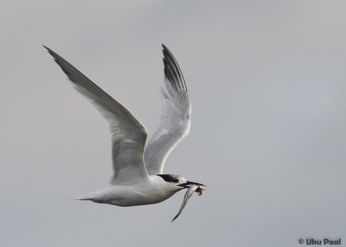 Tutt-tiir (Sterna sandvicensis)
Kihnu, juuli 2013

UP
Keywords: sandwich tern