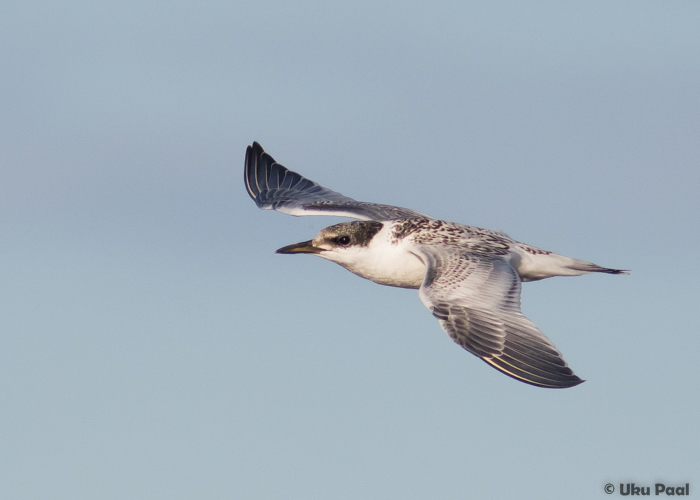 Tutt-tiir (Sterna sandvicensis) noorlind
Saaremaa, juuli 2016

UP
Keywords: sandwich tern