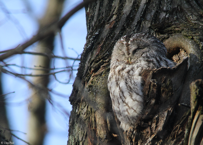 Kodukakk (Strix aluco) hall vorm
Tartumaa, märts 2015

UP
Keywords: tawny owl