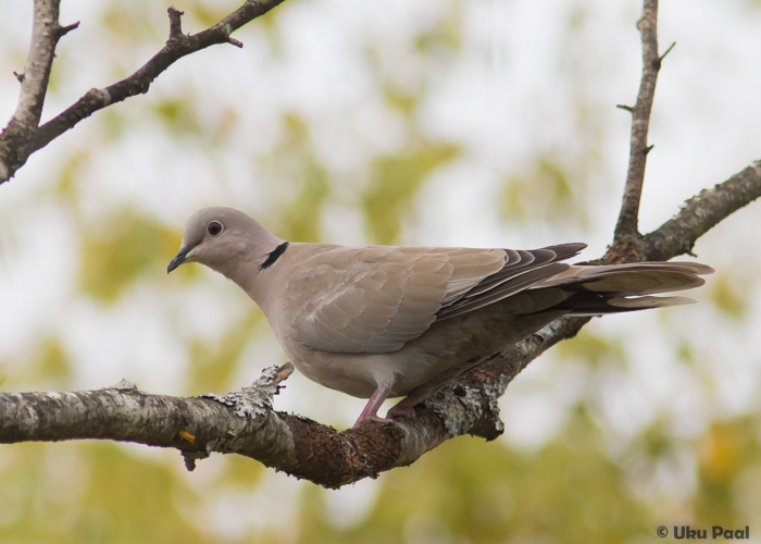 Kaelus-turteltuvi (Streptopelia decaocto)
Tartumaa, september 2016

UP
Keywords: collared dove