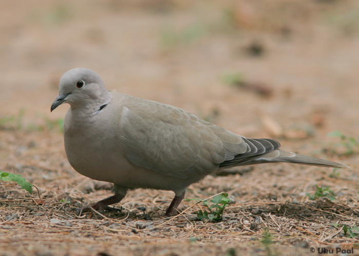 Kaelus-turteltuvi (Streptopelia decaocto)
Fuerteventura, 2009

UP
Keywords: collared dove