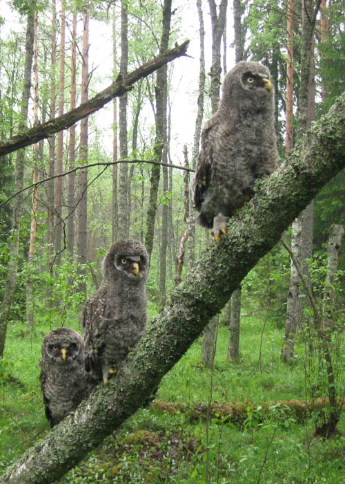 Habekakk (Strix nebulosa)
Ida-Virumaa, 12.6.2009. Need on esimesed Eestis rõngastatud habekakud ja ühtlasi ainuke habekaku pesaleid Eestis viimase 100 aasta jooksul. 2009. aastal on Eestis leitud juba 2 habekaku territooriumi ja lisaks nähtud veel ühte üksikut lindu sobivas pesitsusbiotoobis. Pilt on tehtud rõngastusprotsessi käigus ja lindude härimist pesitsuse kulu jälgimisel on maksimaalselt välditud. Habekakk on Eestis rangelt kaitstav liik, kelle pesade asukohti ei tohi avalikustada.

Riho Männik
Keywords: great grey owl