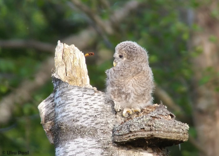 Händkaku (Strix uralensis) poeg ja vapsik (Vespa crabro)
Mai, 2016. Digiscoping, häirimise vältimiseks 100 m kauguselt.

UP
Keywords: ural owl