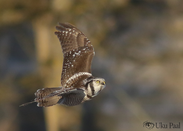 Vöötkakk (Surnia ulula) 2a
Pärnumaa, jaanuar 2018

Uku Paal
Keywords: hawk owl