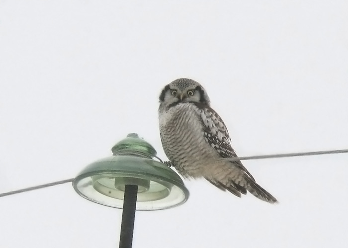 Vöötkakk (Surnia ulula)
2009. a. sügisel on vöötkakke nähtud tavapärasest rohkem.

Valgu, Raplamaa, 24.12.2009

Ranno Puumets
Keywords: hawk owl