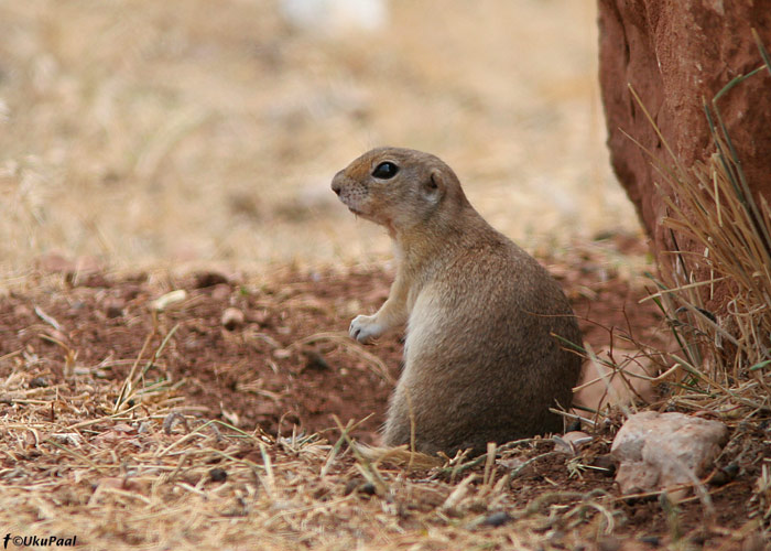 Suslik sp (Spermophilus xanthoprymnus)
Demirkazik, august 2008. Neid tegelasi oli ikka palju, aga hirmus arad on.
Keywords: Asia Minor Ground Squirrel