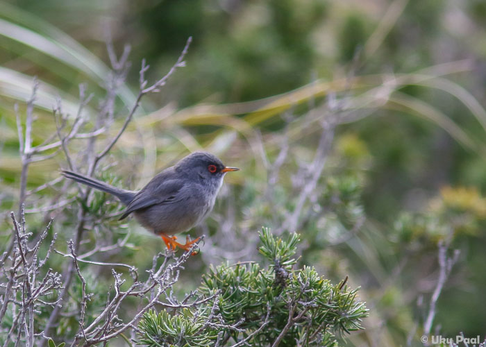 Baleaari põõsalind (Sylvia balearica)
See on Baleaari saarte ainuke endeemne linnuliik. 
Keywords: balearic warbler