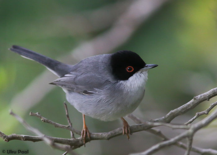 Sametpea-põõsalind (Sylvia melanocephala)
Kõikjal tavaline liik.
Keywords: sardinian warbler