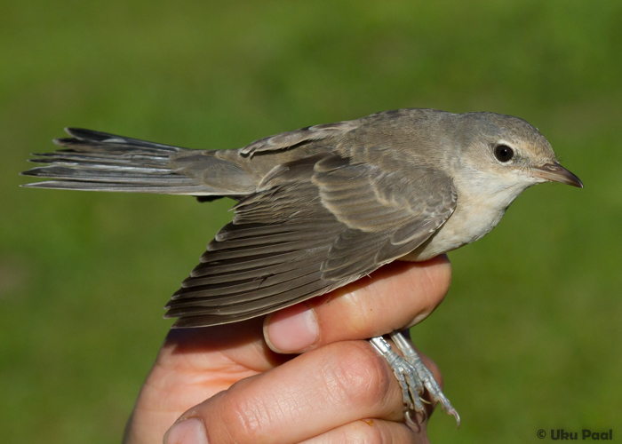 Vööt-põõsalind (Sylvia nisoria) 1a
Vaibla linnujaam, august 2015

UP
Keywords: barred warbler