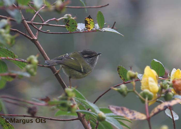 Phylloscopus maculipennis
Doi Inthanon
Keywords: Tai Thailand ashy-throated warbler