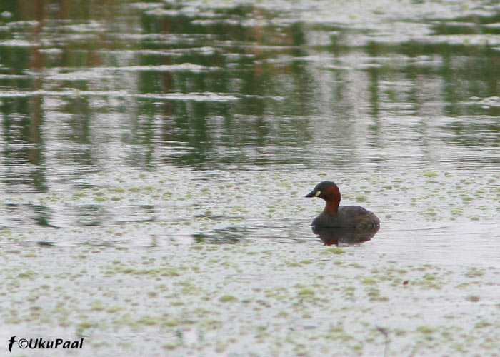 Väikepütt  (Tachybaptus ruficollis)
Tartumaa, 26.08.2007

Keywords: little grebe