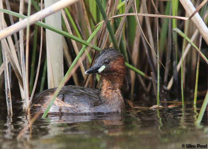 Väikepütt (Tachybaptus ruficollis)
S'Albufera kaitsealal tavaline liik.
Keywords: little grebe