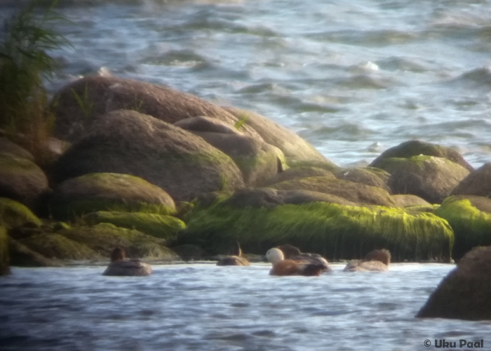 Tulipart (Tadorna ferruginea)
Kalvi, Ida-Virumaa, 15.8.2015

UP
Keywords: ruddy shelduck