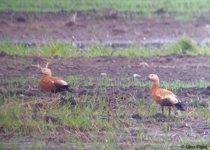 Tulipart (Tadorna  ferruginea)
Põldeotsa, Pärnumaa, 26.6.2016

UP
Keywords: ruddy shelduck