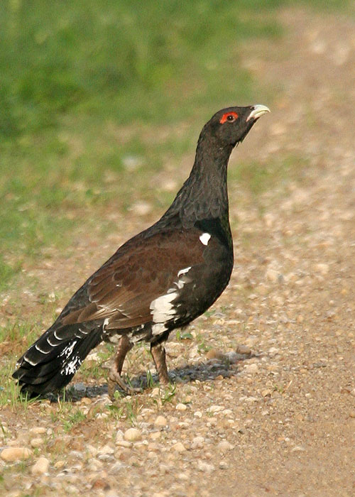 Metsis (Tetrao urogallus)
Soomaa, Viljandimaa, 18.8.2007. 

Andrus Jair
Keywords: capercaillie black grouse