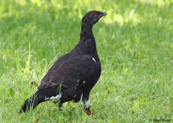 Metsise ja tedre hübriid (Tetrao urogallus x tetrix)
Järveküla, Viljandimaa, august 2016

UP
Keywords: rakelhahn capercaillie