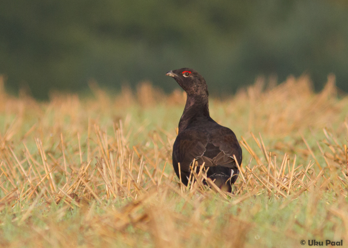 Metsise ja tedre hübriid (Tetrao urogallus x tetrix)
Järveküla, Viljandimaa, 6.9.2015. Tunnustest vaata: must nokk, punakas läige, puuduv valge tiivapaneel (nähtud ka lennus). 

UP
Keywords: capercaillie x black grouse